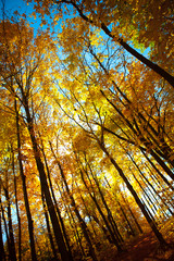 yellow trees blue sky's 