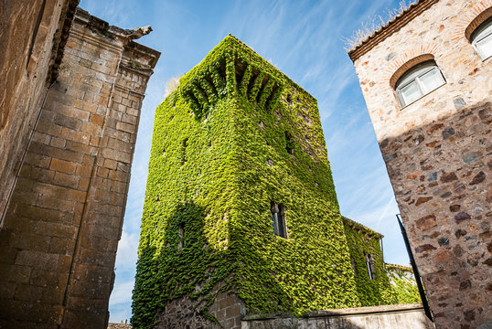 Ivy-covered Tower