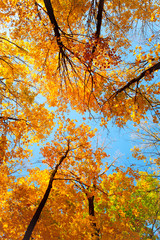 yellow trees blue sky's 