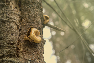 The mushroom on the tree in the wood at Sequoia National Park