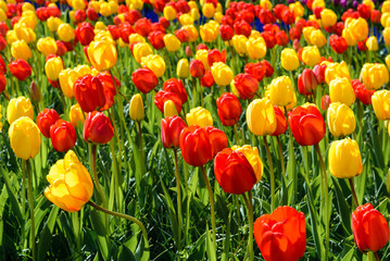 Spring blooming tulip field, The Netherlands