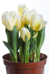 Delicate tulips grow in a pot of earth isolated on a white background.