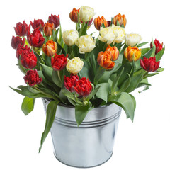 Bouquet of colorful tulips in a bucket isolated on white background.