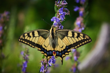 Beautiful butterfly Papilio Machaon sits on a green flower background on a meadow in the wild