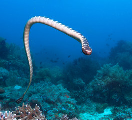 Banded Sea Snake.