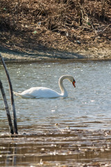 Naklejka premium Swan in water 