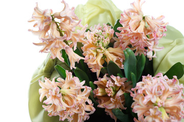 Gently pink hyacinth in a pot isolated on a white background top view.