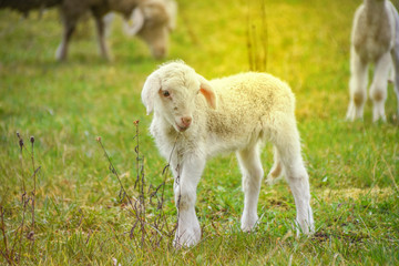 Obraz premium Lämmchen in der Osterzeit ist drei Tage alt