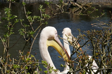 Pelicans in a wildlife - 197240373