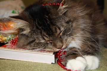 Smart cat sleeping on books - 197240515
