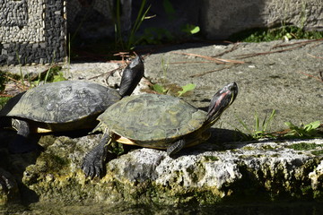 Two turtles on a stone - 197240743
