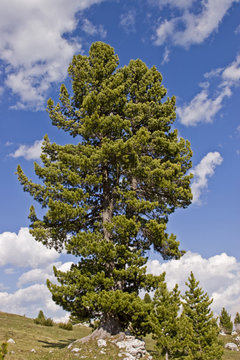 Zirbelkiefer auf dem Falzaregopass
