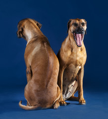 two rhodesian ridgeback seated in blue background, one front view yawning, the other back view