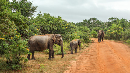 Fototapeta na wymiar Three Sri Lankan elephants (Elephas maximus maximus) crossing red dusty road. Yala National Park, Sri Lanka