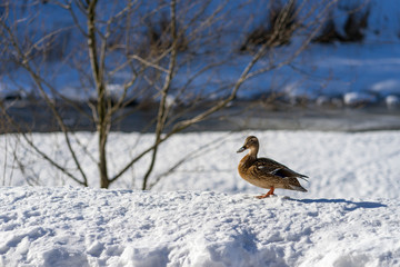 One wild duck stand on white snow in winter sunny weather near the river