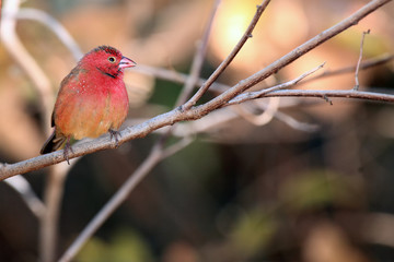 The red-billed firefinch or Senegal firefinch (Lagonosticta senegala) sitting in dense bush.Red bird on the branch.