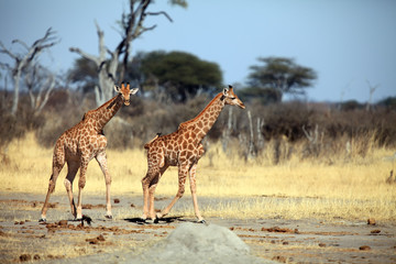 The Angolan giraffe (Giraffa giraffa angolensis), also known as Namibian giraffe, Pair of giraffes in dry savannah-