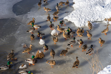 A lot of wild ducks and drake feed and walk on the ice in the spring time