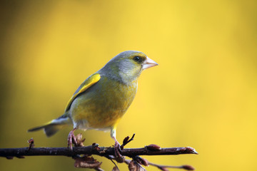 The European greenfinch, or just greenfinch (Chloris chloris) sitting on the branch with yellow background. Greenfinch in the evening light.