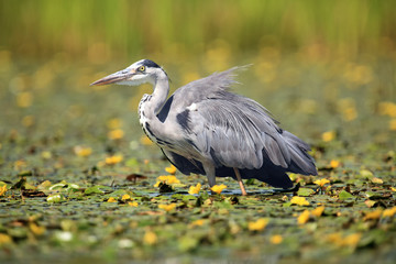 The grey heron (Ardea cinerea) standing and fishing in the water. Heron standing in shallow water between yellow flowers.