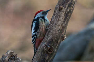 Wildlife photo - middle spotted woodpecker stands on branch in deep forest, Slovakia, Danubian wetland, Europe