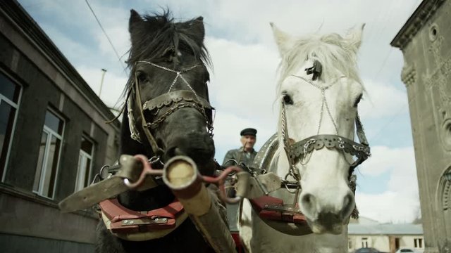 Riding vintage horse carriage on a cobble road . Horse-drawn Carriages runnig. Shot on RED EPIC DRAGON Cinema Camera.