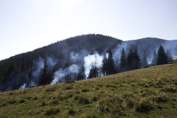 The smoke from the fire in the mountain forest in the Carpathian mountains, a fire in a Christmas tree forest background