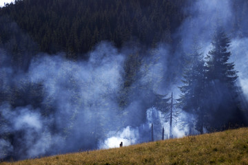 The smoke from the fire in the mountain forest in the Carpathian mountains, a fire in a Christmas tree forest background