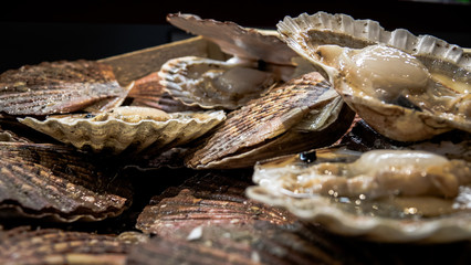 coquilles saint jacques fraiches