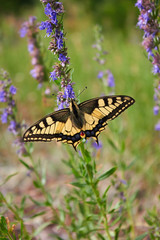 Beautiful butterfly Papilio Machaon sits on a green flower background on a meadow in the wild