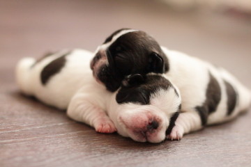 puppy, french bulldog, bulka, beautiful, small, toddler, black, white,