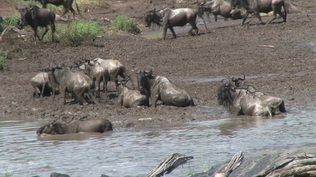 wildebeests stuck in quick sand after crossing mara river.
