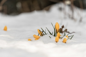 żółte drobne kwiatki wychodzą ze śniegu, zima, krokusy