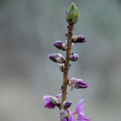 Sbocciano i primi fiori