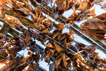 Stockfisch aus Island