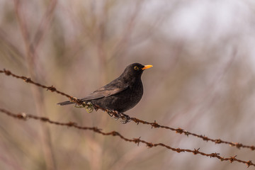 single blackbird on barbed wire, closeup, mały czarny ptak, żółty dziób, zimowy portret, biały śnieg