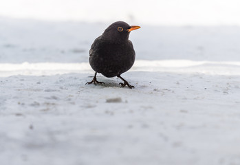 single blackbird on  snow, closeup, mały czarny ptak, żółty dziób, zimowy portret, biały...