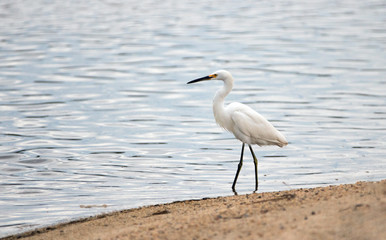 White Egret walking on shore of nature preserve lagoon in San Jose del Cabo in Baja California Mexico BCS
