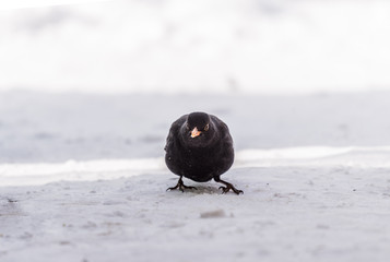 single blackbird on  snow, closeup, mały czarny ptak, żółty dziób, zimowy portret, biały...