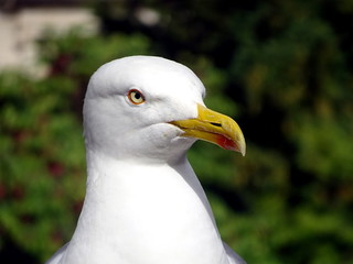 Portrait of seagull with yellow beak. 