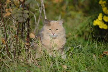 Naklejka na ściany i meble Persian furry cat sitting in the grass