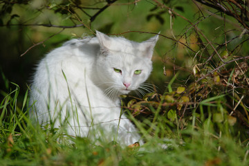 Naklejka na ściany i meble White cat sitting in the grass