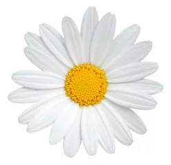 Vlies Fototapete Blumen Schönes Gänseblümchen (Marguerite) lokalisiert auf weißem Hintergrund, einschließlich Beschneidungspfad.