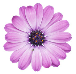 Beautiful Daisy (Bornholmmargerite) isolated on white background, including clipping path.