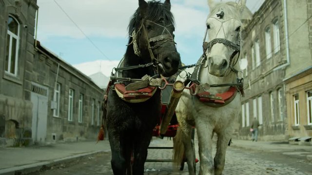 Riding vintage horse carriage on a cobble road . Horse-drawn Carriages runnig. Shot on RED EPIC DRAGON Cinema Camera.