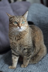 tabby, evil, face, angry, furious, cat, anger, bad, danger, looking, grey, one, feline, furry, aggressive, mad, head, eyes, fur, afraid, emotion, outdoor, portrait, canine, park, fall, dog, autumn, bu