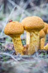 mushrooms in the field between the leaf litter