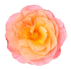 Beautiful Rose (Rosaceae) isolated on white background, including clipping path.