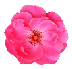 Beautiful red Rose (Rosaceae) isolated on white background, including clipping path.