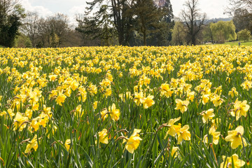 Obraz premium daffodils in spring